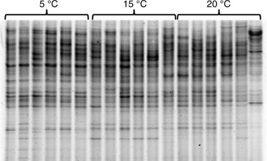 DGGE fingerprint of 16S rRNA gene sequences of epibacteria from Fucus vesiculosus cultured at different temperatures (5, 15 and 20 °C; n = 6 per temperature level).