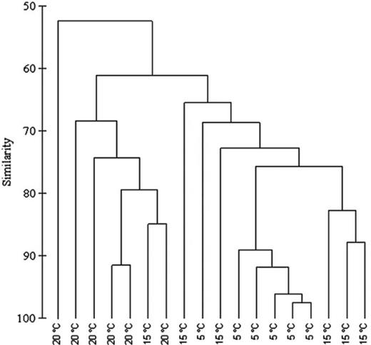 Dendrogram based on DGGE epibacterial community fingerprint showing similarities in% (group-average linking of Bray–Curtis similarities).