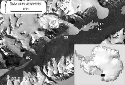 Map of Taylor Valley with marked sampling sites: 1 and 10: Lake Fryxell mat from lake ice; 12: Fryxell basin soil; 14: Fryxell aeolian material; 23: Hoare aeolian material; 35: Lake Hoare ice sediment; 50: Bonney stream mat; 85: Canada Glacier sediment; 89: Marr Pond mat. Insert shows area of detail in black square with respect to the Antarctic continent. Map prepared by Brad Herried, Polar Geospatial Center. A 2.4 m QuickBird imagery ©DigitalGlobe, Inc. Provided by NGA commercial imagery program. Insert: Courtesy of Australian Antarctic Division © Commonwealth of Australia 2006.