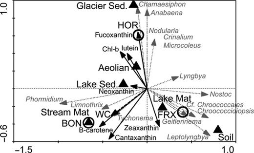 Redundancy analysis, relating the abundances of different cyanobacterial genera (grey dotted arrows) to their habitat – black triangle (lake ice mats, stream mats, aeolian material, lake ice sediment, glacier ice sediment and soil), location – open circles (Fryxell, Hoare and Bonney), pigment concentrations (solid black arrows) and WC (dashed black arrow). The model explained 100% of the variability among the samples. The direction of the arrows in the ordination diagram indicates the direction of maximum change in each variable. The length of the arrow indicates how much the genera distribution changes along that explanatory variable. lake mat, Lake ice mats; str mat, stream mats; aeolian, aeolian sediment; lake sed, lake ice sediment; glac sed, glacier sediment; FRX, Fryxell basin; HOR, Hoare basin; BON, Bonney basin; WC, water content.
