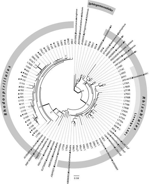 Maximum-likelihood bootstrap tree based on 16S rRNA gene sequences of 41 alphaprotebacterial OTUs from Cetraria aculeata, 31 sequences from other terricolous lichens and 23 GenBank sequences. Branches with > 60% bootstrap support are in bold. Geographical origin of OTUs is indicated by symbols next to the OTU number: ▲, north polar; ▼, south polar; ☼, temperate. Monophyly of the major orders of Alphaproteobacteria present in the microbiome of Ce. aculeata and other terricolous lichens (Rhizobiales, Rhodospirillales, Sphingomonadales) was enforced. The recently identified lichen-specifc clade LAR1 is also highlighted.