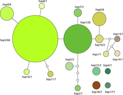 Statistical parsimony network obtained for the Trebouxia haplotypes found in this study. Number of samples found sharing that haplotype is given after the haplotype number. Size of the circles is proportional to the number of samples sharing that haplotype. Myrmecia samples have been added after the analysis to the graph to enhance visualization of Fig. 2.