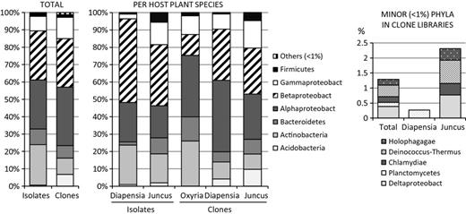 Phylogenetic distribution of endophytic bacteria at phyla/class level expressed as relative abundance in combined isolate library as well as clone library and per host-plant species in isolate and clone libraries. Distribution of minor phyla (< 1% of total) in clone libraries are shown separately. Bacteria were classified based on 16S rRNA gene data with RDP classifier (http://rdp.cme.msu.edu/)
