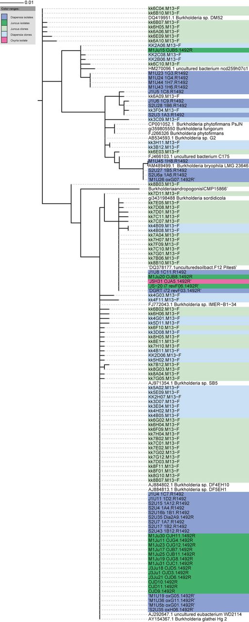 Phylogenetic alignment of partial 16S rRNA gene sequences of Burkholderia spp. from isolate and clone libraries from Diapensia lapponica, Juncus trifidus and Oxyria digyna, and sequences of the closest cultivated relatives from public databases. The evolutionary history was inferred using the Maximum Likelihood method based on the Tamura-Nei model (Tamura & Nei, 1993), with a total of 657 positions in the final dataset sequences. Evolutionary analyses were conducted in mega5 (Tamura et al., 2011), and the phylogenetic tree was visualized with Interactive Tree of Life -online tool (http://itol.embl.de). Isolate samples are noted with tripartite code indicating sampling site (M1, J1, J2, J3, J5, S2, S3, see Fig. 1 and Table 1 for sampling sites), plant species (U = D. lapponica; Ju = J. trifidus; H = O. digyna) and isolate number. Clone library sequences kk2, kk3, kk4, kk5 are from D. lapponica sampled in M1, S2, J3 and J1, respectively and kk6, kk7 and kk8 from J. trifidus sampled in J2, J3 and M1, respectively.