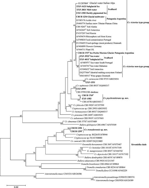 Phylogenetic placement of the species in Victoriae and Knowiella clades (Tremellales) obtained by neighbour joining (distance K2P method) of the LSU rDNA gene D1/D2 domains. Bar, substitutions accumulated every 100 nucleotides. Nucleotide differences (nd) of Cryptococcus victoriae strains with type strain are represented as §: 1 nd; ¥: 2 nd and ‡: 3 nd. *The sequence was obtained in CBS databank, no GeneBank number was available. Strain numbers in bold represent isolates from the present study. Bootstrap values higher than 50% are shown (1000 replicates). TType strain. Asterotremella music, Asterotremella pseudolonga and Asterotremella longa were designated as the outgroup species for this analysis.