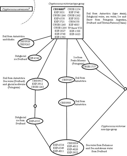 Parsimony network analysis of the combined ITS and LSU rDNA gene D1/D2 domains of strains of Cryptococcus victoriae and its relatives. Each connecting line represents one substitution and each small circle represents a missing intermediate sequence. A rectangle identifies the sequence identified as ancestral by the analysis. The shaded area shows a subset of strains that differ from the type by three or fewer substitutions. The dashed line shows that Cryptococcus carnescensT was excluded from the network.