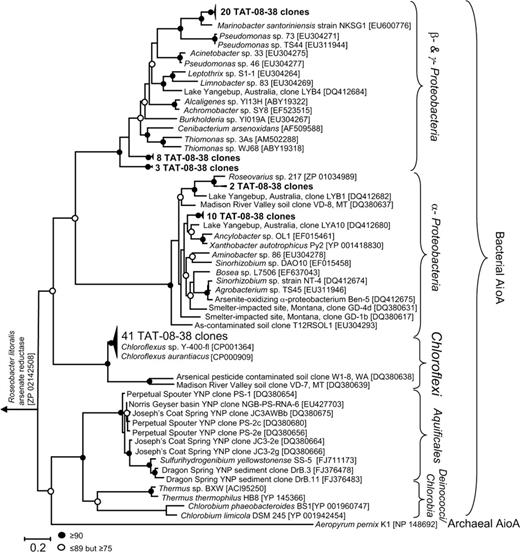 Phylogenetic tree of Aio-like sequences from amplified isolates and clones. Topology inferred using phyml with the LG+I+G model for amino acid substitution (G = 1.276, I = 0.007). Bootstrap values (per 100 replicates) of major branch points are shown. The tree was rooted with Roseobacter litoralis arsenate reductase gene. Accession numbers for isolates and clones are shown in brackets.