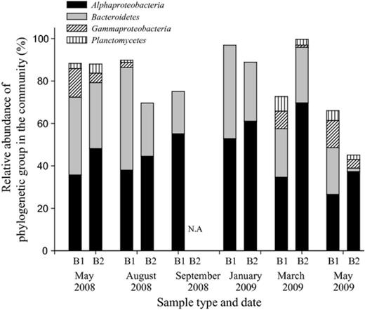 Percentage of the major phylogenetic groups as determined by FISH-CLSM in biofilms sampled from processed seawater at the different sampling times during the year. B1 and B2 refer to 1- and 2-week-old biofilms, respectively. NA, sample not available.