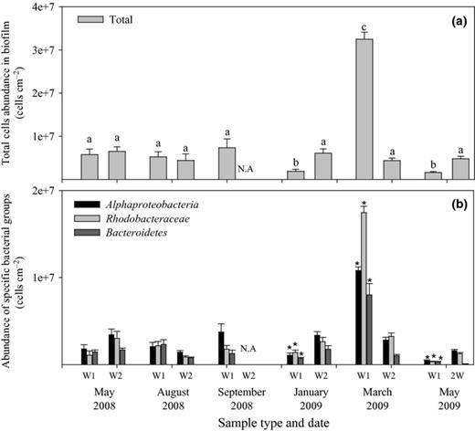 Amount of (a) total bacteria and (b) bacteria in specific groups in the biofilm formed at the different sampling times during the year in seawater as determined by FISH-CLSM. Error bars indicate SE of 20 fields of view. Significantly different total amounts of cells (anova,P < 0.005) are indicated by the letters a, b and c in panel A. The significantly different amounts of bacteria (anova,P < 0.005) within each phylogenetic group are indicated with * in panel B. W1 and W2 represent 1 and 2 weeks of biofilm age, respectively. N.A., result not available.
