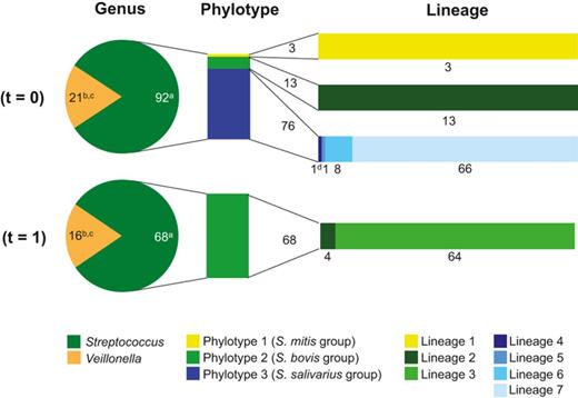 Relative contribution of Streptococcus and Veillonella isolates obtained from ileostoma effluent (t = 0 and 1) on genus, phylotype, and lineage level. The bar plots next to the pie charts represent the division of the Streptococcus isolates in phylotypes and genetic lineages. The numbering of the Streptococcus phylotypes and lineages are based on the groupings in Table . Characteristics of the isolates are included in Tables  and S2. A graphic representation of the complete data is included as Fig. S3: aisolated obtained from MS agar; bisolates obtained from VSA; cVeillonella lineage groupings are not determined because AFLP analysis and/or rep-PCR genomic fingerprinting did not reveal discriminative lineages; dAFLP analysis unlike Rep-PCR genomic fingerprinting identified a single Streptococcus isolate as a separate genetic lineage. According to rep-PCR genomic fingerprinting, this isolate belongs to Streptococcus lineage 7.
