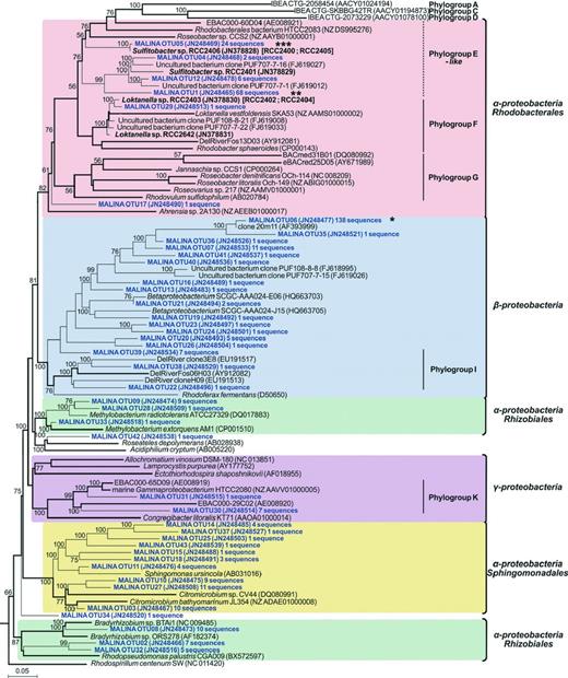 Phylogenetic tree showing the relationships between pufM gene sequences from MALINA isolates (in bold) and environmental samples (in blue) and relatives retrieved in GenBank (in black). Asterisks indicate the three most abundant OTUs in clone libraries. The tree is based on a Bayesian tree to which short sequences were added by ARB_PARSIMONY. Initial Bayesian tree is shown in bold lines. The numbers on nodes represent branch confidence values. Vertical bars indicate taxonomic groups defined by Yutin et al. (2007). The scale bar represents dissimilarity between nucleotide positions.