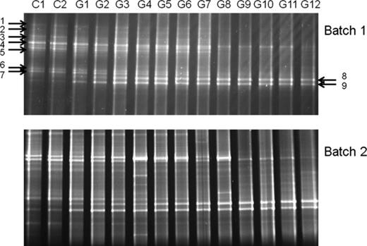 DGGE patterns of bacterioplankton in the two glucose gradient batches at Day 3. Batch 1: glucose was added only at the beginning of the incubation; Batch 2: glucose was added in equal amounts on Day 0, 1 and 3; C1–2, G1–12: glucose additions (for concentrations see Table 1)..DGGE bands chosen for sequencing are indicated by arrows.