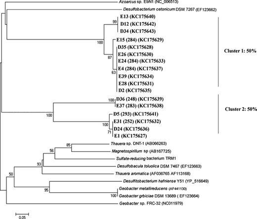 Phylogenetic tree of the deduced amino acid sequences of putative bssA gene fragments of the clone libraries from Lake Svarttjärn. D and E represent clone from two different sediment samples. The tree is based on a neighbor-joining method. Clones are marked in boldface and some of them have TRF fragment size (between brackets) as verified by T-RFLP analysis. Bootstrap values above 50% are expressed as percentages of 1000 replications and indicated at the branch points. Bar, 0.05 nucleotide substitutions per site. GenBank accession numbers of clones and reference sequences are indicated between brackets. Percentage of clones that cluster together is shown at the right side.