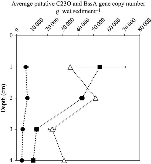 The pattern of gene copy number of putative C23O and bssA genes across depth 1–4 cm. Gene copy number in each depth was calculated by the average gene copy number of the six temperatures in each depth. The average gene copy number was divided by wet weight of sediment samples. For putative C23O, Svarttjärn lake, circle; Vallentunasjön lake; square. For putative bssA gene, triangle. Error bars represent standard deviation from two independent experiments.