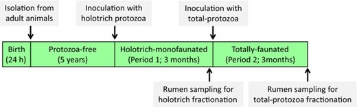 Diagram depicting sheep inoculation and rumen sampling.