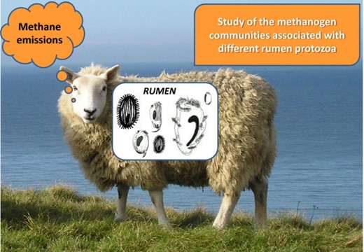 Enteric methane emissions from ruminants represent a concern of global magnitude. Understanding the microbial interactions in this process is therefore vital to develop adequate methane mitigation strategies.