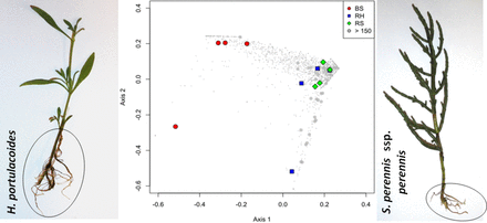 In-depth molecular characterization (DGGE and barcoded pyrosequencing) of bacterial communities in salt marsh sediments was used to provide a comprehensive overview of the rhizosphere bacterial communities associated with two important halophyte plants of a temperate estuary chronically exposed to oil hydrocarbon.