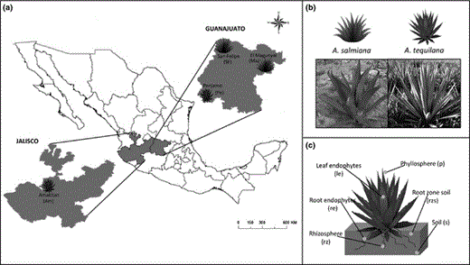 (a) Map showing the four sampling sites selected for this study. (b) Picture and diagram of Agave salmiana (wild) and Agave tequilana (cultivated). (c) The six samples analyzed from each plant.