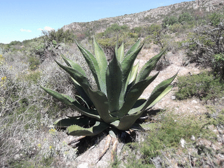 The structure of bacterial communities associated with Agave species is distinct among soil, episphere and endosphere, where diazotrophic bacteria may facilitate adaption of these crassulacean acid metabolism-plants to low-nutrient environments.