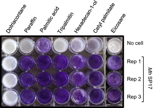 Biofilm growth phenotype of Marinobacter hydrocarbonoclasticusSP17 on various solid HOCs. Biofilm formation was estimated by crystal violet staining after 24 h of growth on a medium-chain (eicosane, C20) or a long-chain alkane (dotriacontane, C32), on a mix of medium- and long-chain alkanes (paraffin, C19 to C31), on a saturated fatty acid (palmitic acid, C16), on a saturated fatty alcohol (hexadecan-1-ol, C16), on a saturated triglyceride (tripalmitin), and on a wax ester (cetyl palmitate, C32). Growth tests were performed in triplicate (rep 1-3). A no-cell control that was initially inoculated with sterile SSW medium shows reference crystal violet staining.