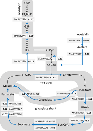 Representation of the carbohydrate metabolism response of Marinobacter hydrocarbonoclasticusSP17 biofilm on triolein. The figure summarizes the KEGG PATHWAY mapping of the genes of the TRI− expression category annotated as involved in glycolysis, fermentation, the tricarboxylic acid cycle, and the glyoxylate shunt. Gene names and TRI vs. AC ratios are indicated for genes showing significant differential expression (P ≤ 0.05). The MARHY2977 gene is also shown although its differential expression ratio is low. Not only its fold-change was statistically significant, but it also forms a gene cluster with MARHY2976, which is involved in the previous metabolic step and was similarly downexpressed on triolein. Only key metabolites are indicated. G6P, glucose-6-phosphate; F1,6diP, fructose-1,6-biphosphate; G3P, glyceraldehyde-3-phosphate; PEP, phosphoenol-pyruvate; Pyr, pyruvate; Ac CoA, acetyl CoA; Acetaldh, acetaldehyde; AOA, oxaloacetate; αKGlu, alpha-ketoglutarate; Suc CoA, succinyl CoA; TCA, tricarboxylic acid.