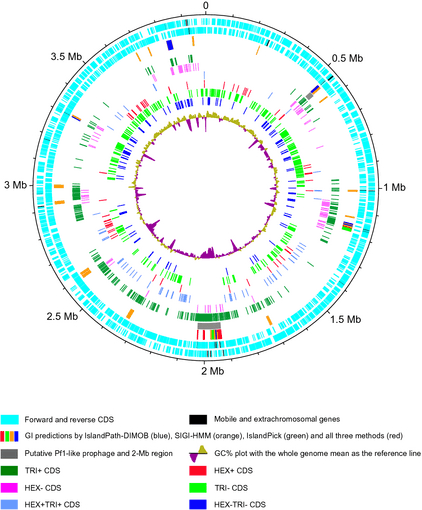 Mapping of the putative genetic features and the differentially expressed genes onto the Marinobacter hydrocarbonoclasticusSP17 genome. The M. hydrocarbonoclasticusSP17 genome map was generated with the dnaplotter Java application of the artemis genome viewer software. The tracks from the outside represent the scale in megabases; the forward coding and reverse coding sequences (CDS) with the CDS annotated as mobile and extra-chromosomal elements are in black; GI predictions by IslandPath-DIMOB (blue box), SIGI-HMM (orange box), IslandPick (green box), and all three methods (red box); the locations of a putative Pf1-like prophage (position 0.55 Mb) and the 2-Mb region (gray boxes); the genes of the TRI+, HEX−, HEX+TRI+, HEX+, TRI−, and HEX−TRI− categories, respectively, with same colors as in Fig. 3; and the %GC plot.