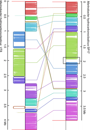 Genome alignment between Marinobacter hydrocarbonoclasticusSP17 and VT8 strains using the MAUVE algorithm. The MAUVE progressive alignments between M. hydrocarbonoclasticusSP17 and VT8 genomes defined locally collinear blocks of homologous regions. Homologous regions are indicated by similarly colored blocks and are connected by lines. The boundaries of colored blocks usually indicate the breakpoints of genome rearrangement, unless a sequence has been gained or lost in the breakpoint region. The black open box located around the 2-Mb position in the M. hydrocarbonoclasticusSP17 genome points to the putative 2-Mb GI region that has no homologous counterpart in the M. hydrocarbonoclasticusVT8 genome.