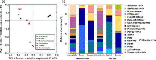 Microbial composition of HMA and LMA sponges as well as of seawater from the Mediterranean and the Red Sea collection site as obtained by 454 pyrosequencing. Relation between samples as performed by principle coordinates analysis (PCoA) based on UniFrac (a), taxon composition of samples (b). Phyla and major classes of Proteobacteria are shown for each source. Taxa which are present at > 1% abundance are shown. See Table S1 for details of taxon composition.