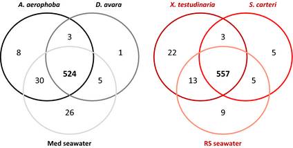 Presence/absence analysis of functional genes identified by the GeoChip. A total of 524 genes (88%) were shared between sources for the Mediterranean site and 557 genes (91%) were shared between sources of the Red Sea site.