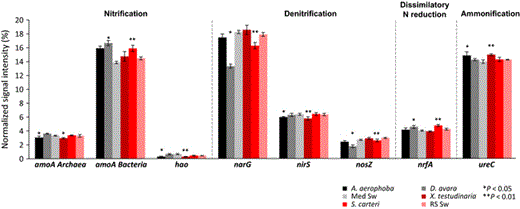 Normalized average signal intensities of genes involved in nitrogen cycling. The microbial processes and corresponding genes are as follows: nitrification (archaeal and bacterial amoA encoding ammonia monooxygenase, hao for hydroxylamine oxidoreductase); denitrification (narG for nitrate reductase, nirS for nitrite reductase, nosZ for nitrate reductase); dissimilatory N reduction to ammonium (nrfA for c-type cytochrome nitrite reductase); ammonification (ureC for urease). Data are presented as the mean ± SE. **P < 0.01, *P < 0.05. ‘Med Sw’ and ‘RS Sw’ stand for Mediterranean and Red Sea seawater.