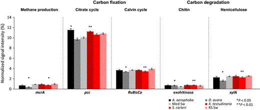 Normalized average signal intensities of gene categories involved in carbon cycling. The microbial processes and corresponding genes are as follows: methane production (mcrA, encoding for methyl coenzyme M reductase A); carbon fixation in the citrate cycle (pcc for propionyl-CoA carboxylase) and in the Calvin cycle (RuBisCO for Ribulose-1, 5-bisphosphate carboxylase/oxygenase); degradation of chitin (with genes encoding for exochitinase) and of hemicellulose (xylA for xylanase). The standard nomenclature of the GeoChip 4 was maintained. Data are presented as the mean ± SE. **P < 0.01, *P < 0.05. ‘Med Sw’ and ‘RS Sw’ stand for Mediterranean and Red Sea seawater.