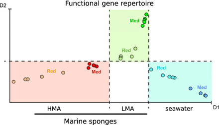 GeoChip analyses of sponge and seawater microbiomes revealed differences in nitrogen-, carbon metabolism, and stress response. The HMA/LMA dichotomy was confirmed on the level of functional genes.
