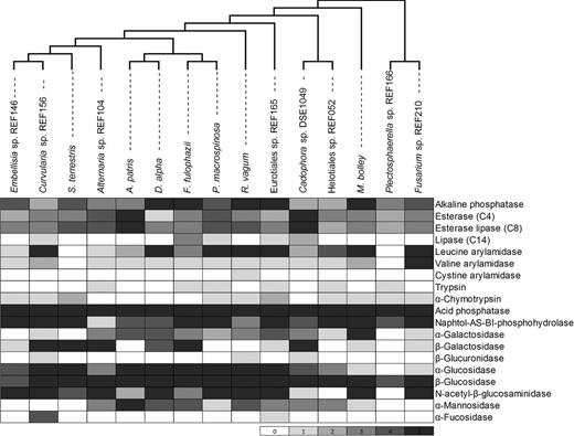 Constitutive enzyme production of the 15 DSE species determined with the api-ZYM tests. Cells are shaded according to the intensity of hydrolyzation of the 19 substrates of the test from zero (null reaction) to five (strongest reaction). The maximum likelihood (ML) tree was gained from the analysis of a combined dataset of ITS and LSU sequences.