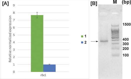 (A) Expression of the rbcL gene during (1) autotrophic and (2) heterotrophic growth. Error bars were calculated based on three independent experiments. (B) Amplification of the rbcL gene fragment with the RbcL_F2/RbcL_R2 primer pair (expected product length 353 bp). M - DNA Molecular weight ladder. The product of the expected length (353 bp) is indicated by the arrow.