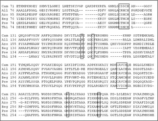 Multiple sequence alignment of TsdA from Campylobacter jejuni (Cam) and Allochromatium vinosum (All) with homologous amino acid sequences from Beggiatoa sp. PS (EDN69405.1) (Beg), Pseudomonas sp. BAY1663 (EXF46491.1) (Pse), Thiobacillus denitrificans (WP_011310641.1) (Thi) and Azospirillum thiophilum (Azo). Conservative amino acids specific for TsdA are shown in boxes.