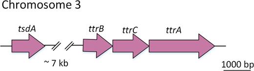 Organization of the genes coding for TsdA and tetrathionate reductase.