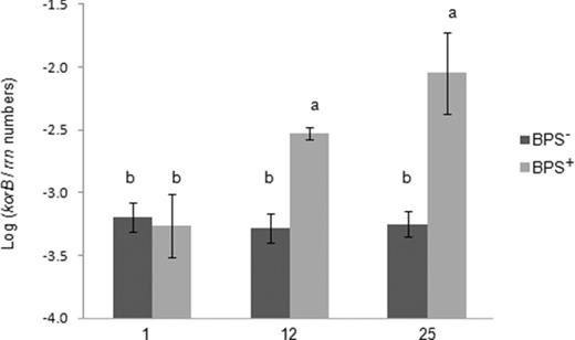 Relative abundance of korB from IncP-1 plasmids in the BPS material untreated with linuron (BPS−) or treated with linuron (BPS+) sampled on days 1, 12 and 25. korB copy numbers were normalized for bacterial 16S rRNA gene copy numbers (rrn) quantified from the same sample. Different letters indicate significant differences (Tukey's test). Error bars are standard deviation (n = 3).