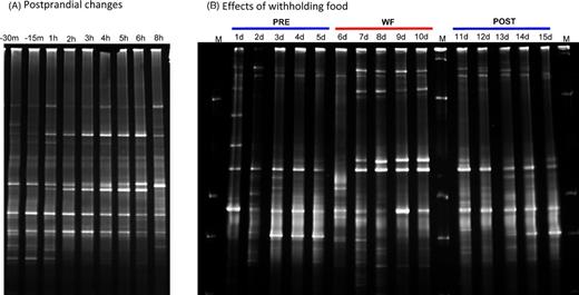 DGGE profiles illustrating effects of feeding (A) and withholding of food (B) on small intestinal microbiota in one dog. These gels are representative for the changes observed in other dogs. m = minutes, h = hours; PRE = days (d) during regular feeding; WF = days during period of withholding food; POST = days during regular feeding; M = marker.