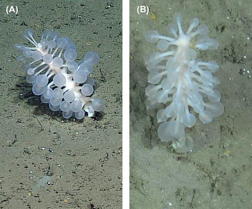 Chondrocladia grandis as observed in situ. (A) Side view, (B) top-down view.