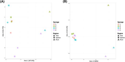 PCoA of bacterial community composition in carnivorous sponge samples, based on the Bray–Curtis dissimilarity. Analyses were performed on (A) proportional count data and (B) variance stabilised transformation pretreated count data. The percentage of dataset variation that each principal coordinate represents is shown on each axis. Shapes indicate type of sample (anatomical region), while colours represent the sponge specimen from which the sample originated.