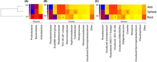 Heat map visualisation of abundance of the most prevalent bacterial taxa found in distinct anatomical regions of C. grandis at the phylum (A), family (B) and genus (C) levels. Count data from individual samples were collated based on anatomical region. A dendrogram constructed from variance stabilised OTU count data using hierarchical clustering of the Bray–Curtis dissimilarity is displayed on the left. Colouring of squares indicates OTU abundance (in relative percentage of sequence abundance) of each taxon within each anatomical region. Stars indicate, for a given taxon, the anatomical region in which the abundance of that taxon differs significantly from that in the other two regions (P < 0.05).