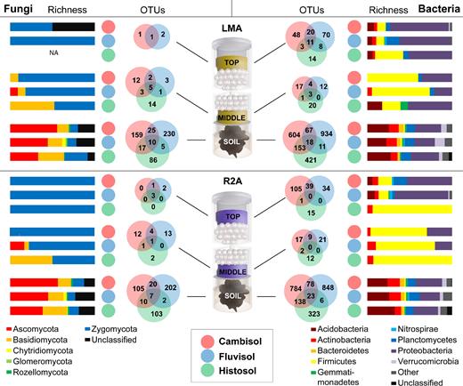 Summary of the fungal (left) and bacterial (right) richness at phylum level for soil, middle and top of the columns containing low malt agar (LMA) or Reasoner's 2 agar (R2A) medium. A color code for the different soil types is shown below. The number of OTUs unique to each soil type and those shared are indicated by Venn diagrams, color coded in the same way as the soil type. The Venn diagrams are presented for each compartment of the columns depicted as an illustration in the middle.