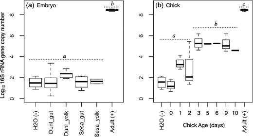 Median (thick, black line), 25% and 75% quartiles (boxes), and 90% confidence intervals (whiskers) for the log10 16S rRNA gene copy numbers. (a) Samples included lower gastrointestinal tracts (gut) and yolk sacs from developed embryos of dunlin (DUNL) and semipalmated sandpipers (SESA) at Utqiaġvik, Alaska, 2013. The negative control was RNase/DNA-free molecular grade water, whereas the positive control was a fecal sample from an adult SESA (adult (+); 5 ng DNA/μl). Dashed lines and letters above boxes represent significant differences in 16S rRNA copy number (Tukey HSD). The microbial community from the positive control was not included in further analyses, but is shown here for reference purposes. (b) 16S rRNA gene copy numbers in fecal samples from REPH and DUNL chicks from 0–10 days after hatch.