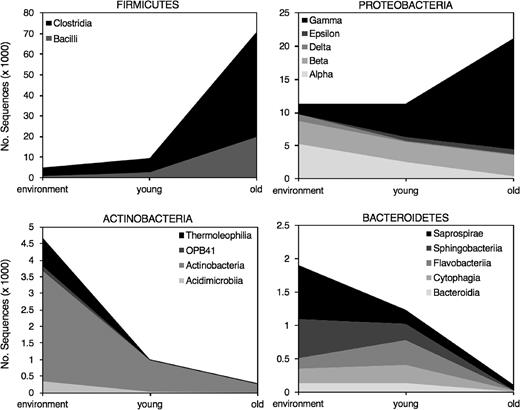 Sequence abundance per bacterial class for the four main phyla found in environmental samples of water and soil, and young (0–2 days) and old (3–10 days) chick fecal samples collected from dunlin and red phalaropes at Utqiaġvik, Alaska, 2013.