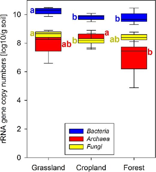 rRNA gene numbers of microbial groups in the different land-use types as assessed by qPCR. Box plot showing the first to the third quartile with a colored rectangle, the median with a segment within the rectangle, and the minimum and maximum values with whiskers. Letters indicate significant differences between land-use types (P < 0.05 after correcting for multiple testing).