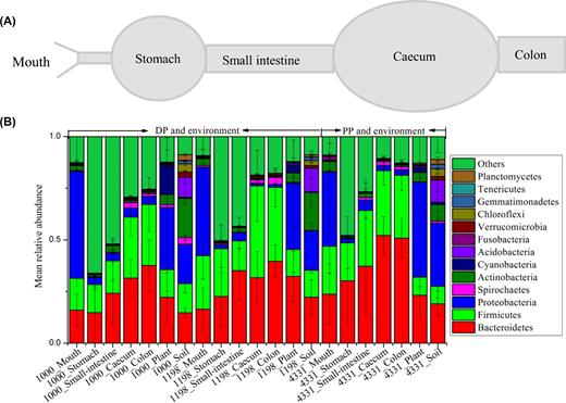 The schematic diagram of the pika gastrointestinal tract (A) and the compositions of bacterial communities at phylum level from the gastrointestinal tracts of pikas and surrounding environment (plant and soil) (B). 1000, 1198 and 4331 stand for altitudes. DP and PP are the abbreviation of Daurian and Plateau pikas, respectively.