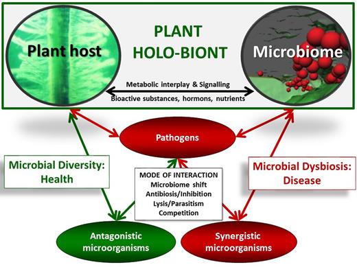 The interplay between the plant and its microbiome in health and disease. Healthy plants are associated with their microorganisms by metabolic co-operation and exchange of signals, hormones and nutrients. Diseases are characterized by a microbial dysbiosis and a response of specific microbes, which can act as antagonists or synergists towards pathogens.