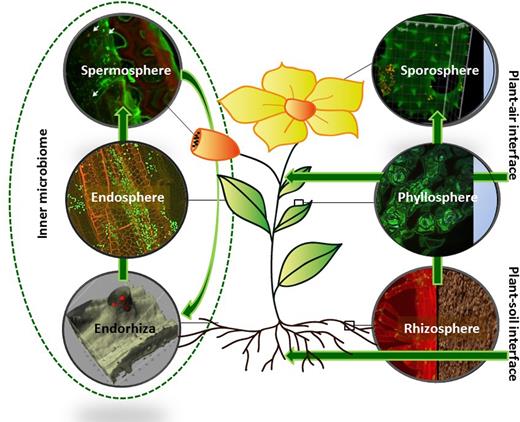 The relationship between plant habitats and their interconnection with the ecosystem.