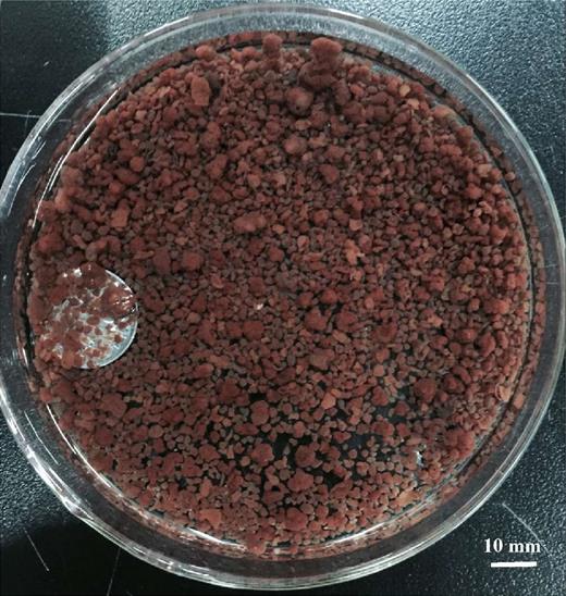 Macroscopic morphology of PNA granules.
