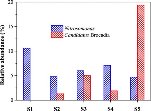 Abundance of Nitrosomonas (AOB) and Candidatus Brocadia (anammox bacteria) in granules with five size distributions.
